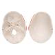 3B Scientific A24 TMJ Human Skull (2-Part) - 3B Smart Anatomy