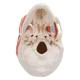 3B Scientific A24 TMJ Human Skull (2-Part) - 3B Smart Anatomy