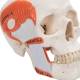 3B Scientific A24 TMJ Human Skull (2-Part) - 3B Smart Anatomy