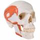TMJ Human Skull (2-Part) - 3B Smart Anatomy