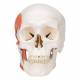 3B Scientific A24 TMJ Human Skull (2-Part) - 3B Smart Anatomy