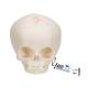 3B Scientific A25 Fetal Skull - 30th Week of Pregnancy - 3B Smart Anatomy