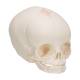 3B Scientific A25 Fetal Skull - 30th Week of Pregnancy - 3B Smart Anatomy