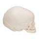 3B Scientific A25 Fetal Skull - 30th Week of Pregnancy - 3B Smart Anatomy