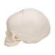 3B Scientific A25 Fetal Skull - 30th Week of Pregnancy - 3B Smart Anatomy