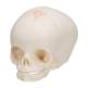 3B Scientific A25 Fetal Skull - 30th Week of Pregnancy - 3B Smart Anatomy