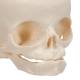 3B Scientific A25 Fetal Skull - 30th Week of Pregnancy - 3B Smart Anatomy