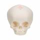 Fetal Skull - 30th Week of Pregnancy - 3B Smart Anatomy