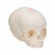 3B Scientific A25 Fetal Skull - 30th Week of Pregnancy - 3B Smart Anatomy