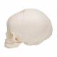 3B Scientific A25 Fetal Skull - 30th Week of Pregnancy - 3B Smart Anatomy