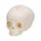 3B Scientific A25 Fetal Skull - 30th Week of Pregnancy - 3B Smart Anatomy