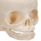 3B Scientific A25 Fetal Skull - 30th Week of Pregnancy - 3B Smart Anatomy