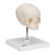 3B Scientific A26 Fetal Skull on Stand - 30th Week of Pregnancy - 3B Smart Anatomy