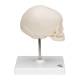 3B Scientific A26 Fetal Skull on Stand - 30th Week of Pregnancy - 3B Smart Anatomy
