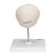 3B Scientific A26 Fetal Skull on Stand - 30th Week of Pregnancy - 3B Smart Anatomy