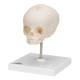 3B Scientific A26 Fetal Skull on Stand - 30th Week of Pregnancy - 3B Smart Anatomy