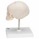 3B Scientific A26 Fetal Skull on Stand - 30th Week of Pregnancy - 3B Smart Anatomy