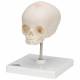 3B Scientific A26 Fetal Skull on Stand - 30th Week of Pregnancy - 3B Smart Anatomy