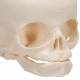 3B Scientific A26 Fetal Skull on Stand - 30th Week of Pregnancy - 3B Smart Anatomy