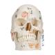 3B Scientific A27 Deluxe Human Demonstration Skull (10-Part) - 3B Smart Anatomy