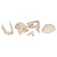 3B Scientific A27 Deluxe Human Demonstration Skull (10-Part) - 3B Smart Anatomy