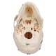 3B Scientific A27 Deluxe Human Demonstration Skull (10-Part) - 3B Smart Anatomy