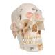 3B Scientific A27 Deluxe Human Demonstration Skull (10-Part) - 3B Smart Anatomy
