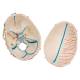 3B Scientific A27 Deluxe Human Demonstration Skull (10-Part) - 3B Smart Anatomy