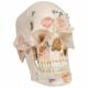 3B Scientific A27 Deluxe Human Demonstration Skull (10-Part)