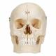 BONElike Human Bony Skull (6-Part) - 3B Smart Anatomy