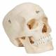 3B Scientific A281 BONElike Human Bony Skull (6-Part) - 3B Smart Anatomy