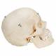 3B Scientific A281 BONElike Human Bony Skull (6-Part) - 3B Smart Anatomy