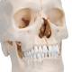 3B Scientific A281 BONElike Human Bony Skull (6-Part) - 3B Smart Anatomy