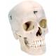 3B Scientific A281 BONElike Human Bony Skull (6-Part) - 3B Smart Anatomy