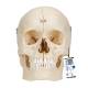 3B Scientific A281 BONElike Human Bony Skull (6-Part) - 3B Smart Anatomy