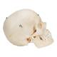 3B Scientific A281 BONElike Human Bony Skull (6-Part) - 3B Smart Anatomy