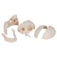 3B Scientific A281 BONElike Human Bony Skull (6-Part) - 3B Smart Anatomy