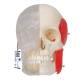 3B Scientific A282 BONElike Human Skull - Half Transparent & Half Bony (8-Part) - 3B Smart Anatomy