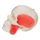 3B Scientific A282 BONElike Human Skull - Half Transparent & Half Bony (8-Part) - 3B Smart Anatomy