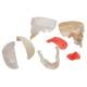 3B Scientific A282 BONElike Human Skull - Half Transparent & Half Bony (8-Part) - 3B Smart Anatomy