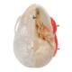 3B Scientific A282 BONElike Human Skull - Half Transparent & Half Bony (8-Part) - 3B Smart Anatomy