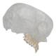 3B Scientific A282 BONElike Human Skull - Half Transparent & Half Bony (8-Part) - 3B Smart Anatomy