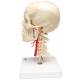 BONElike Didactic Deluxe Human Skull (7-Part) - 3B Smart Anatomy