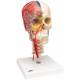 BONElike Didactic Deluxe Human Skull (7-Part) - 3B Smart Anatomy