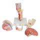 3B Scientific A283 BONElike Didactic Deluxe Human Skull (7-Part) - 3B Smart Anatomy