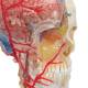 3B Scientific A283 BONElike Didactic Deluxe Human Skull (7-Part) - 3B Smart Anatomy