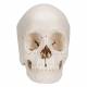3B Scientific A290 Beauchene Adult Human Skull Kit - Natural Bone Color (22-Part) - 3B Smart Anatomy