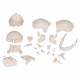 3B Scientific A290 Beauchene Adult Human Skull Kit - Natural Bone Color (22-Part) - 3B Smart Anatomy