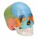 3B Scientific A291 Beauchene Adult Human Skull Kit - Didactic Color Coded (22-Part) - 3B Smart Anatomy