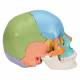 3B Scientific A291 Beauchene Adult Human Skull Kit - Didactic Color Coded (22-Part) - 3B Smart Anatomy